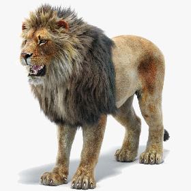 Lion 2 (Fur)